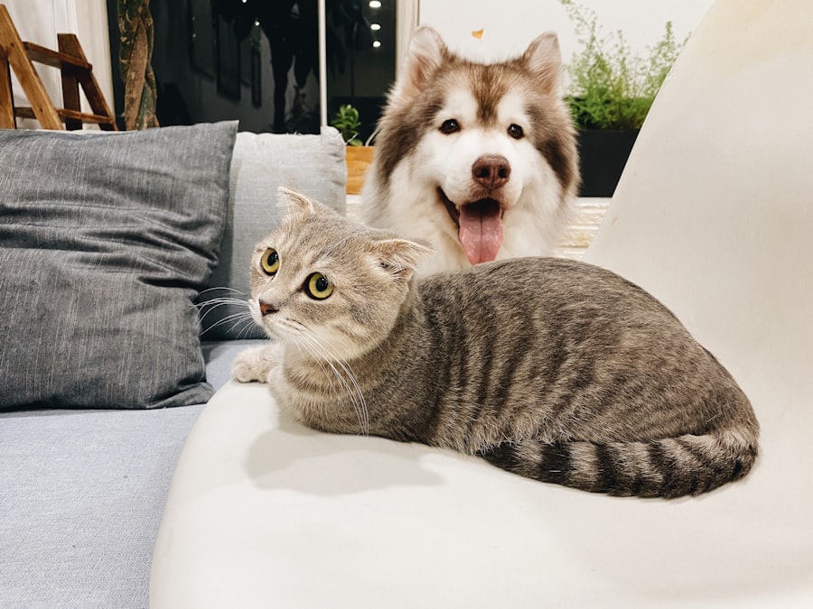A tabby cat sitting beside a brown and white dog